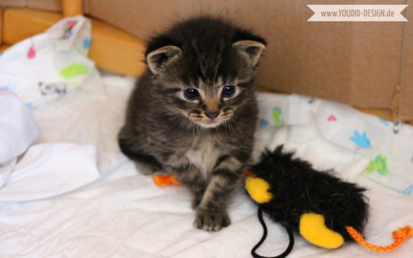 4 week old Kitten | www.youdid-design.de