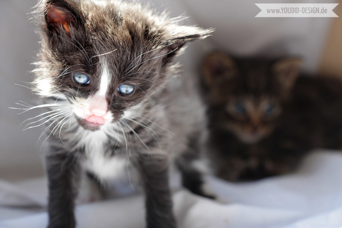 Moon Main Coon Kitten | www.youdid-design.de