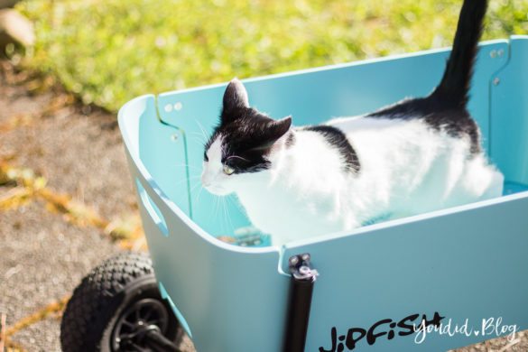 Stylischer Handwagen statt Geschwisterwagen Katze im Bollerwagen | https://youdid.blog