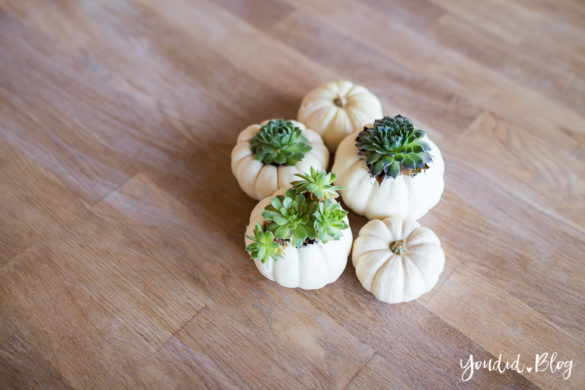 Minimalistische Herbstdeko Baby Boo Kürbisse mit Sukkulenten bepflanzen Sukkulente - minimalistic autumn decor white pumpkin with succulents table decoration | https://youdid.blog